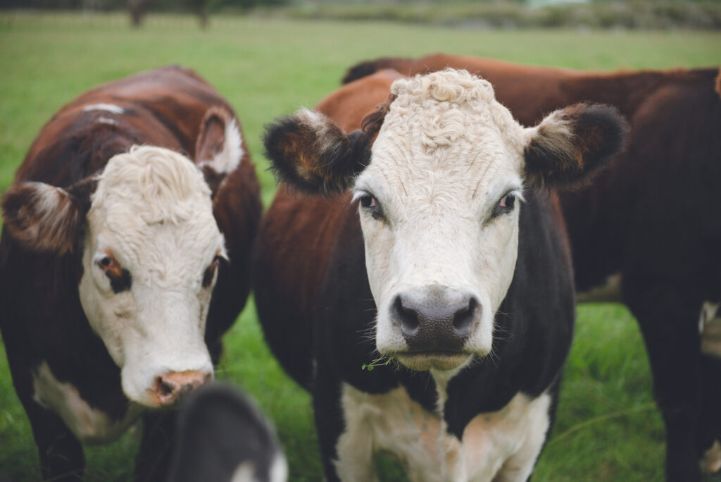 cows