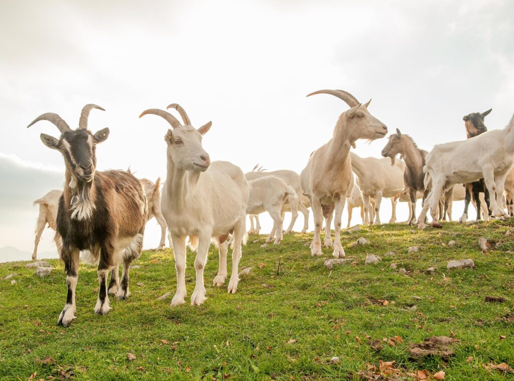 goat herd