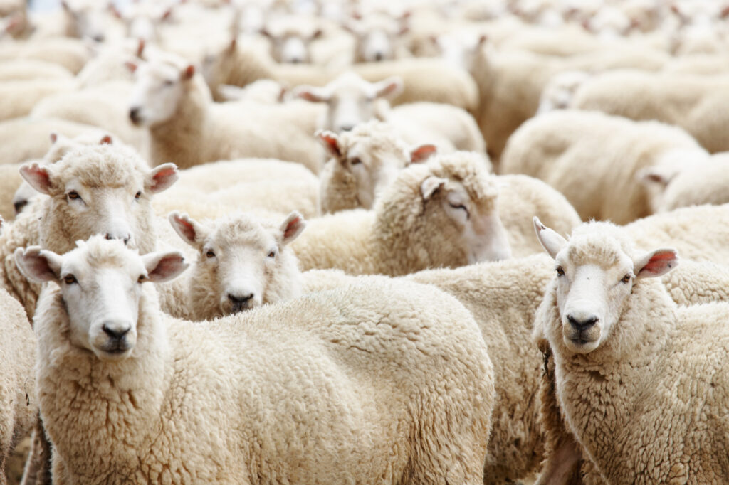 herd of sheep