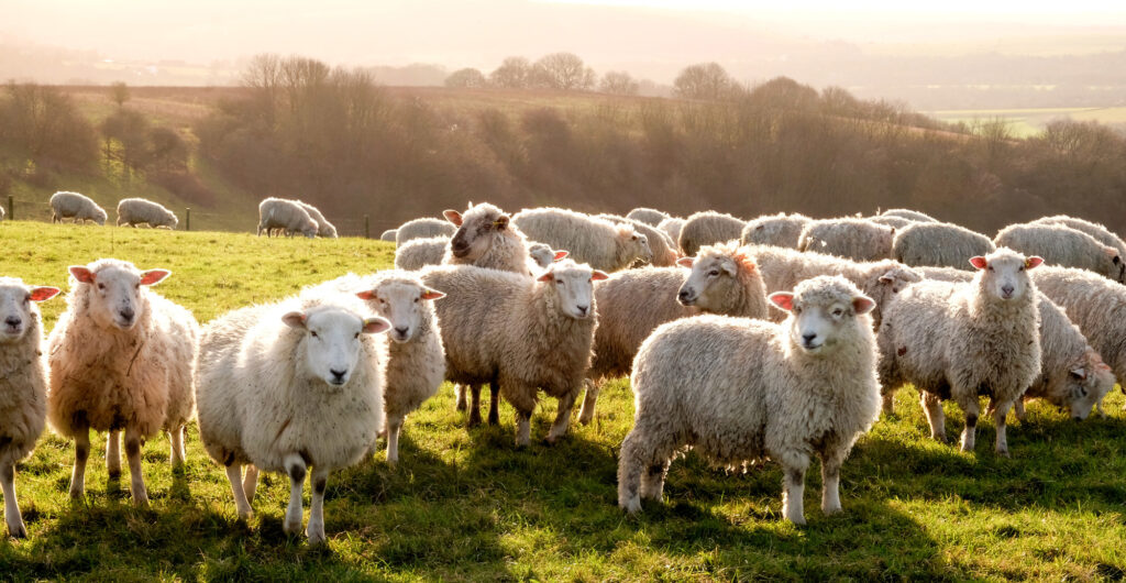 sheep herd
