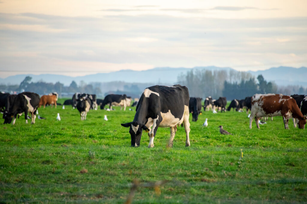 cows in a field