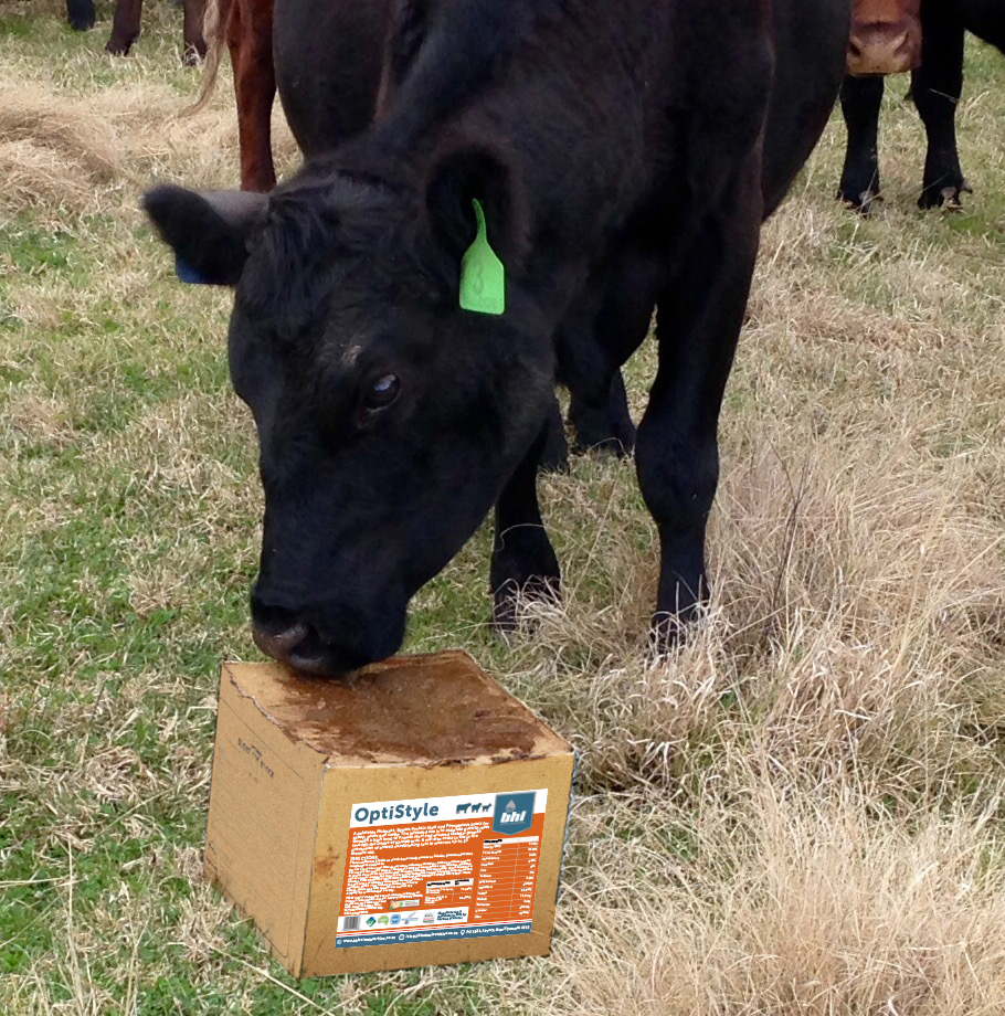 cow eating optistyle